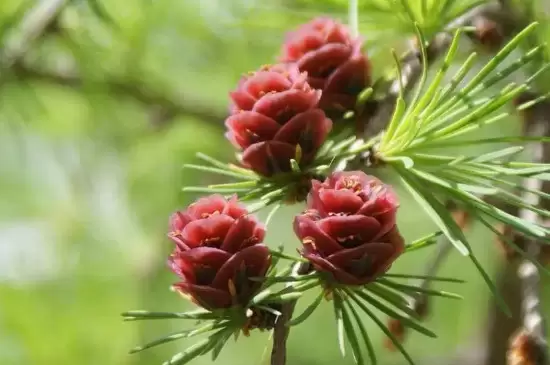 裸子植物是自养还是异养 裸子植物是自养还是异养