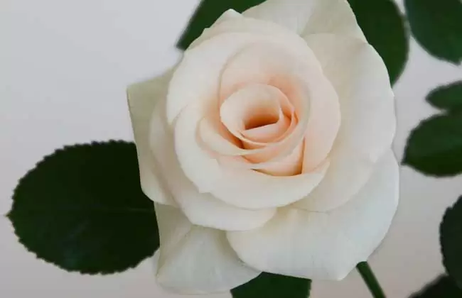 香槟玫瑰花语是什么? 香槟玫瑰花语是什么?