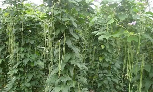 豇豆亩产量一般是多少斤 豇豆亩产量一般是多少斤