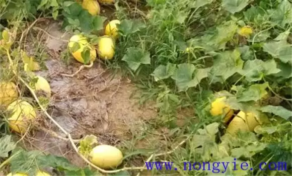 金丝瓜采收时间如何掌握 金丝瓜采收时间如何掌握