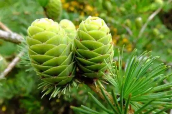 裸子植物的特点 裸子植物的特点