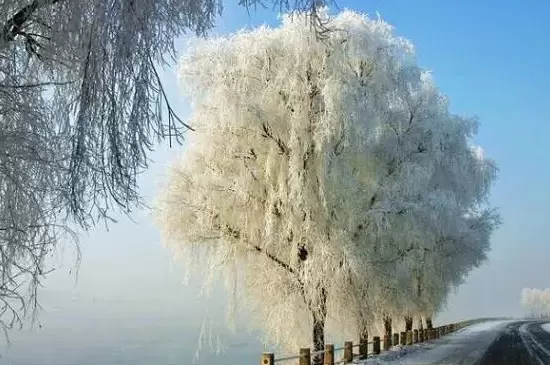 雪柳需要阳光吗 雪柳需要阳光吗