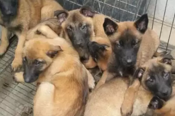 马犬幼犬如何喂养,婴儿期每天需要喂三次 马犬幼犬如何喂养,婴儿期每天需要喂三次