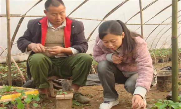 茄子嫁接砧木和接穗育苗方法 茄子嫁接砧木和接穗育苗方法