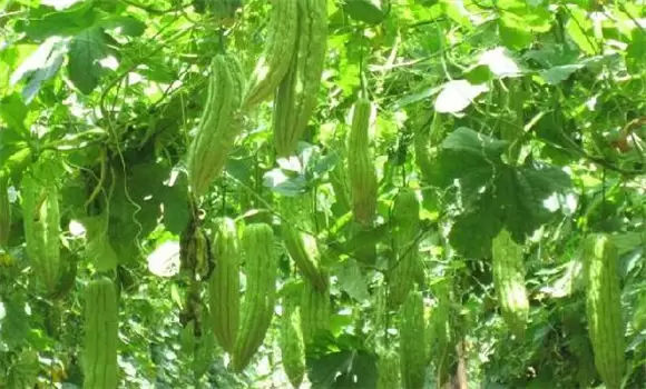 苦瓜种植技术与管理要点 苦瓜种植技术与管理要点
