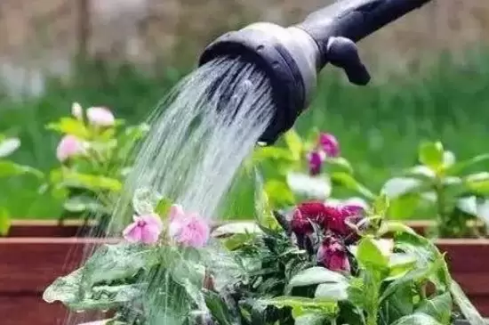 雨水放的时间长了能浇花吗 雨水放的时间长了能浇花吗