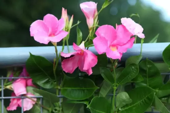 飘香藤花语和寓意 飘香藤花语和寓意