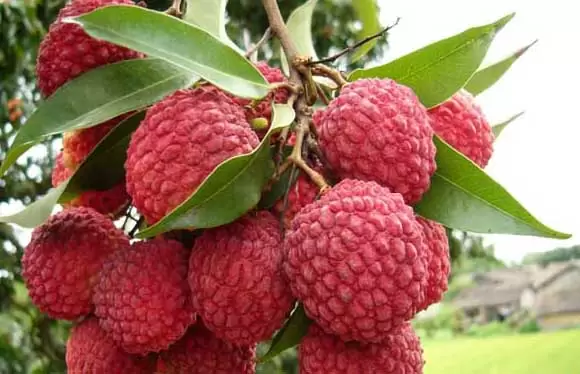荔枝虫害怎么治 荔枝虫害怎么治