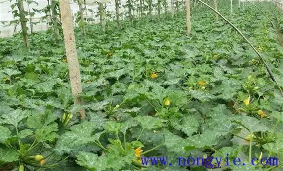 西葫芦褐腐病的症状、发病规律与防治方法 西葫芦褐腐病的症状、发病规律与防治方法