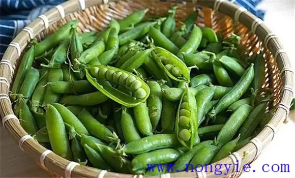 贼豆子产生的原因是什么