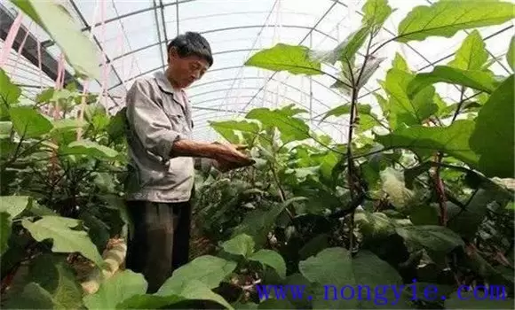 茄子双干整枝方法简介 茄子双干整枝方法简介