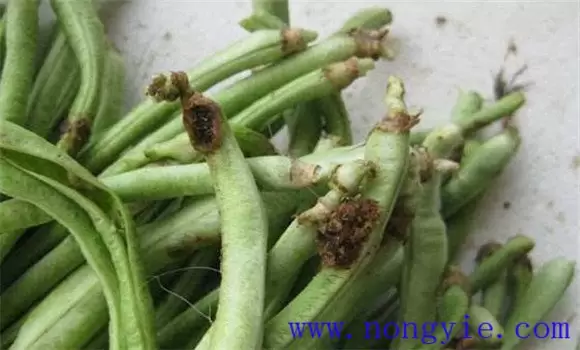 豇豆豆荚螟怎么防治