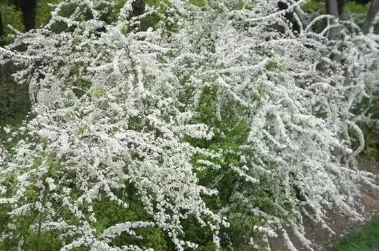 雪柳需要阳光吗 雪柳需要阳光吗