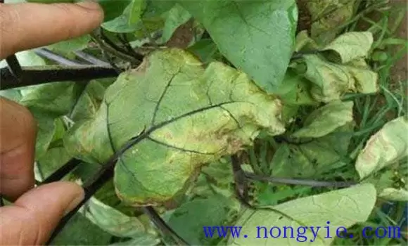 茄子青枯病治疗的方法 茄子青枯病治疗的方法