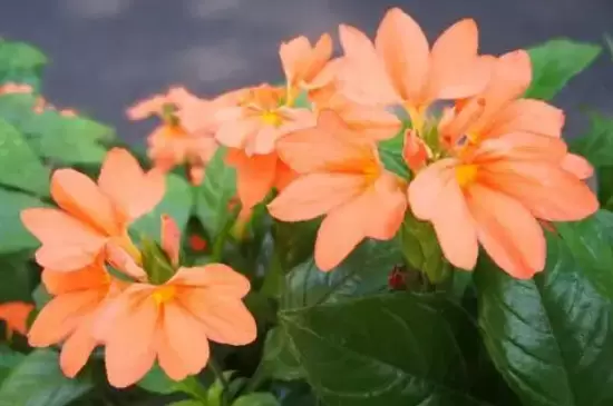 鸟尾花的花语是什么 鸟尾花的花语是什么
