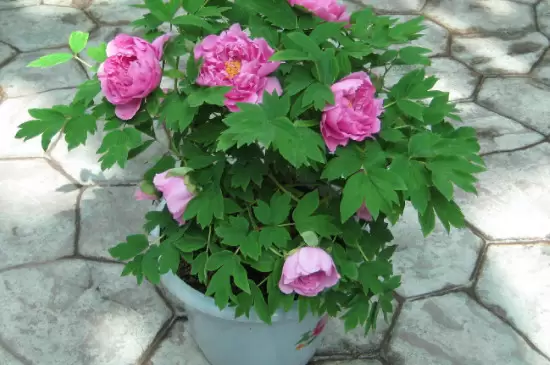 鲜花品种 鲜花品种