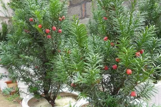 裸子植物的种子是怎么形成的 裸子植物的种子是怎么形成的