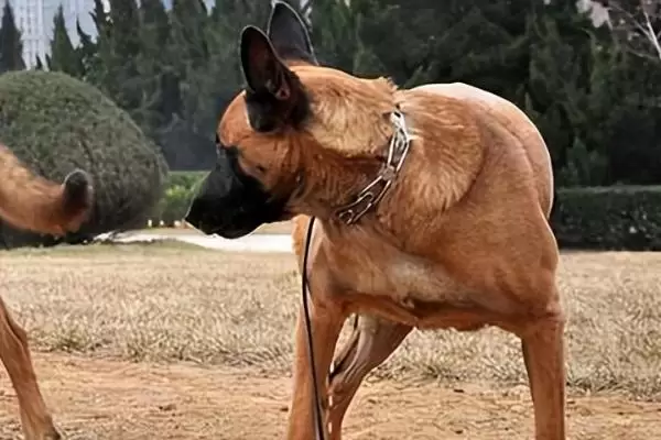 马犬幼犬如何喂养,婴儿期每天需要喂三次 马犬幼犬如何喂养,婴儿期每天需要喂三次