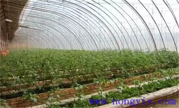 辣椒定植后的管理如何进行 辣椒定植后的管理如何进行