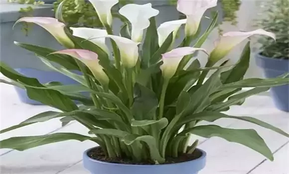 马蹄莲怎么种植