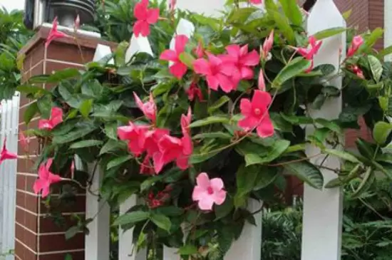 飘香藤花语和寓意 飘香藤花语和寓意