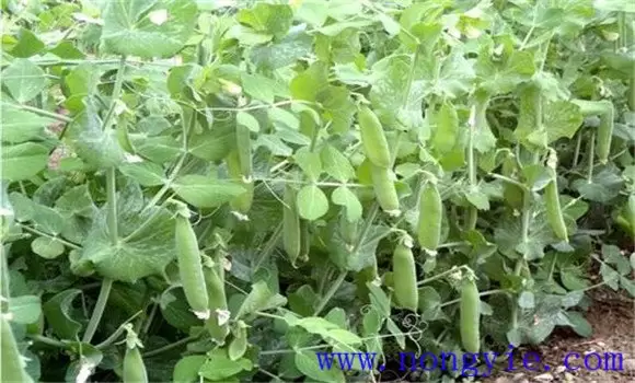 豌豆种植时间和条件 豌豆种植时间和条件