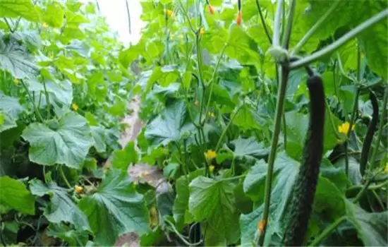 黄瓜栽培技术与管理:育苗、定植与管理 黄瓜栽培技术与管理:育苗、定植与管理