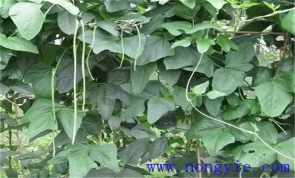 豇豆产生伏歇的原因 豇豆产生伏歇的原因