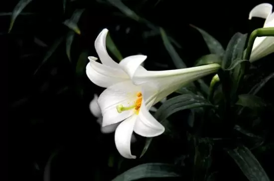 鲜花品种 鲜花品种