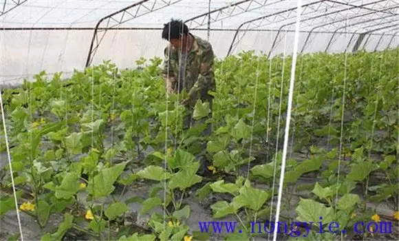 迷你小黄瓜如何种植、移栽后管理方法 迷你小黄瓜如何种植、移栽后管理方法