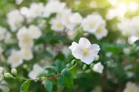 茉莉花是哪个季节的 茉莉花是哪个季节的