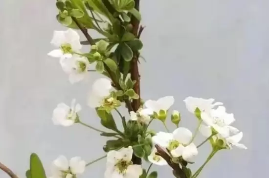 雪柳干枝开过花就报废了吗 雪柳干枝开过花就报废了吗