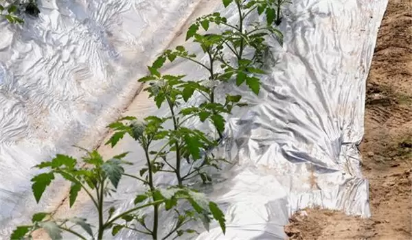 西红柿无支架栽培技术与步骤 西红柿无支架栽培技术与步骤