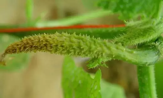 黄瓜化瓜是怎么回事 黄瓜化瓜是怎么回事