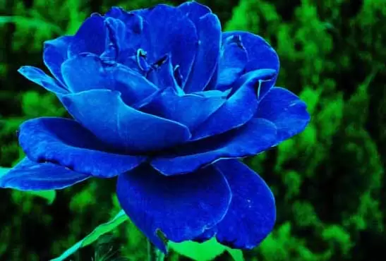 蓝色妖姬的花语是什么? 蓝色妖姬的花语是什么?