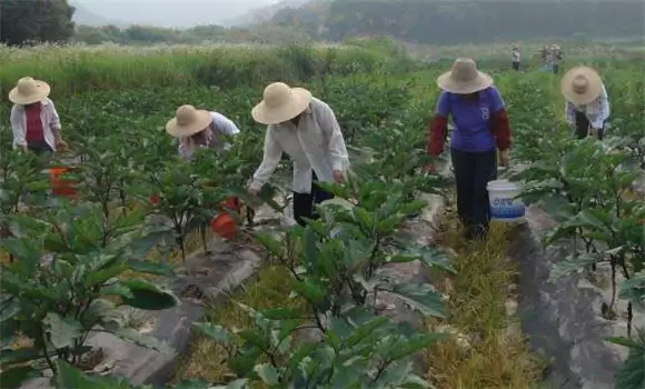 茄子施什么肥效果好