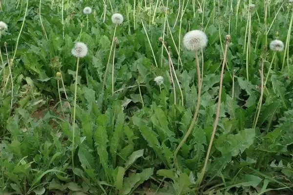 野菜的种植前景怎样,常见野菜的种植效益 野菜的种植前景怎样,常见野菜的种植效益