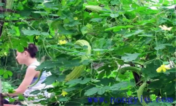 苦瓜的田间管理用打叉吗?苦瓜的田间管理技术 苦瓜的田间管理用打叉吗?苦瓜的田间管理技术