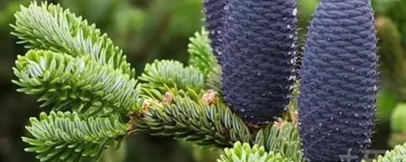 裸子植物的特点 裸子植物的特点