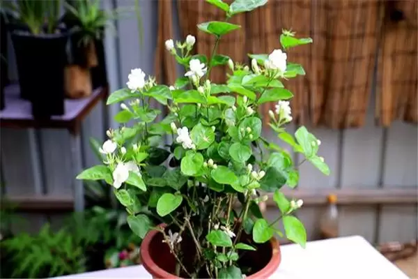 茉莉盆栽怎么养 茉莉盆栽怎么养