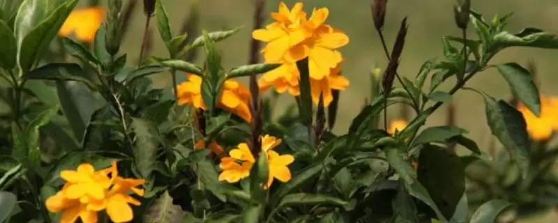鸟尾花的花语是什么 鸟尾花的花语是什么