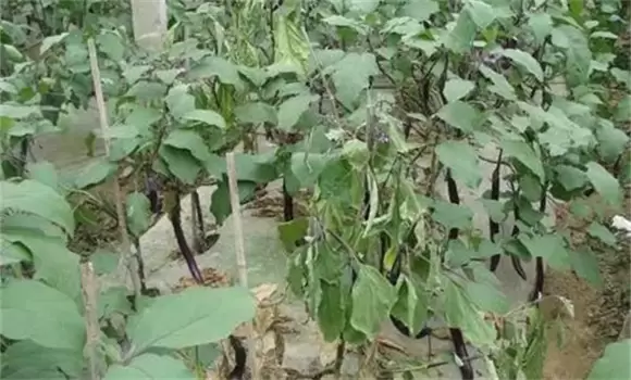 茄子黄萎病的发病原因 茄子黄萎病的发病原因