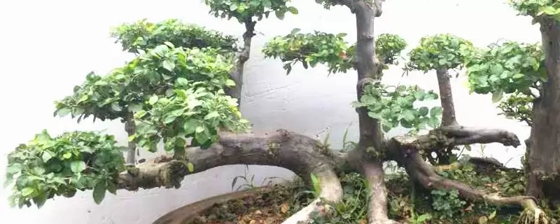 雀梅的养殖方法和注意事项 雀梅的养殖方法和注意事项