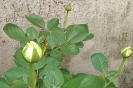 花苞太紧的玫瑰怎么才能开 花苞太紧的玫瑰怎么才能开
