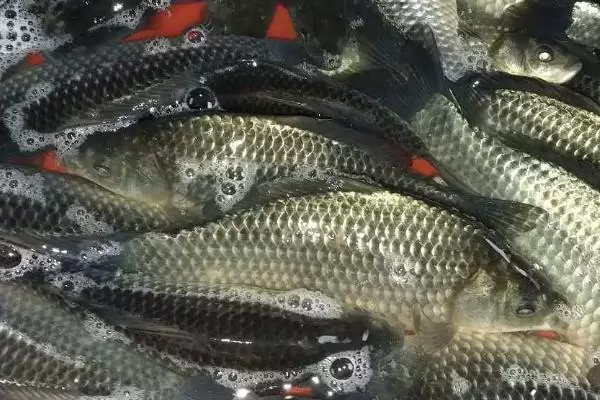 让鲫鱼快速生长的方法,可饲喂富含蛋白质的饲料 让鲫鱼快速生长的方法,可饲喂富含蛋白质的饲料