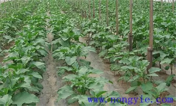 茄子定植注意事项与管理要点 茄子定植注意事项与管理要点