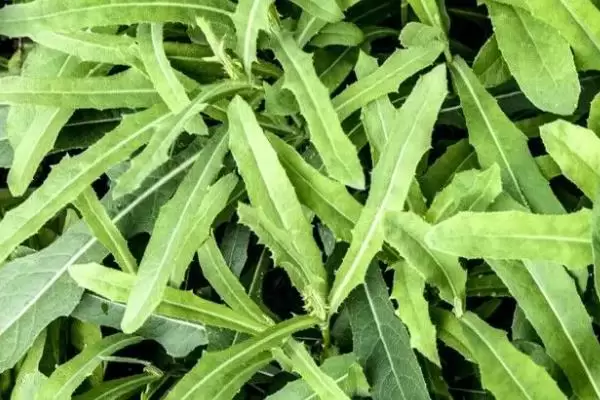 野菜的种植前景怎样,常见野菜的种植效益 野菜的种植前景怎样,常见野菜的种植效益