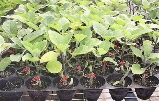 茄子种植时间和方法:如何育苗、定植等 茄子种植时间和方法:如何育苗、定植等