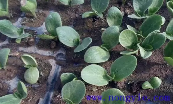 蜜本南瓜种植技术要点 蜜本南瓜种植技术要点