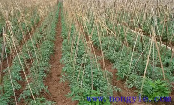 麦茬番茄种植技术:越夏番茄怎样种植效益好 麦茬番茄种植技术:越夏番茄怎样种植效益好